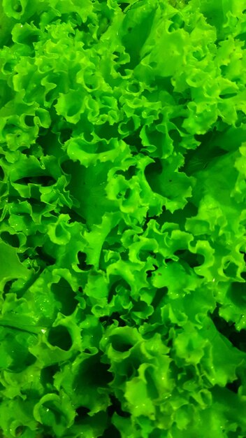 Full frame shot of green leaves