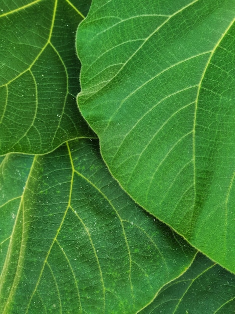 녹색 잎 의 전체 프레임 