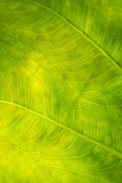 Full frame shot of green leaves