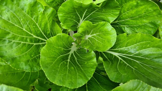 Full frame shot of green leaves