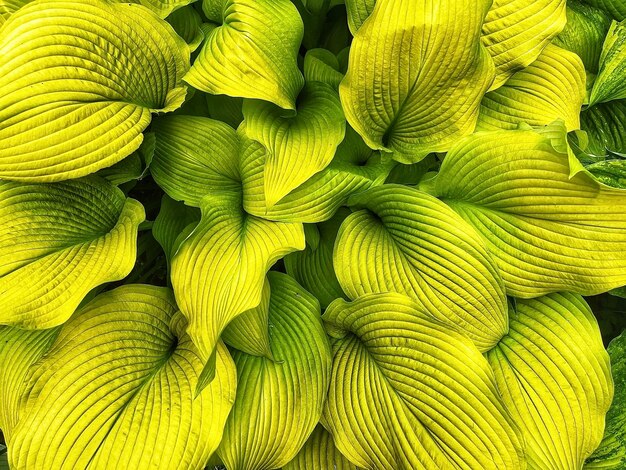 Full frame shot of green leaves