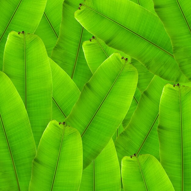 Photo full frame shot of green leaves