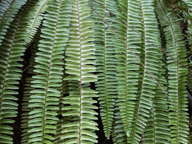 Full frame shot of green leaves