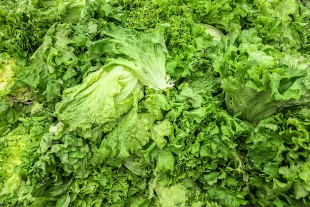 Full frame shot of green lettuce leaves