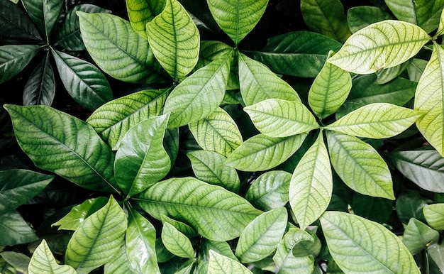 Foto fotografia completa di una pianta verde