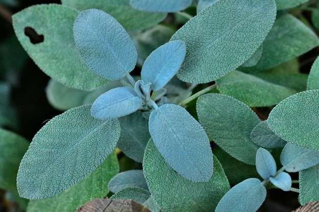 Photo full frame shot of green plant