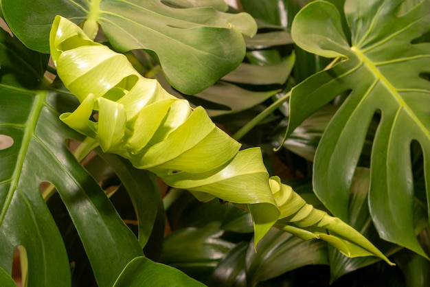 Foto ripresa completa di una pianta verde