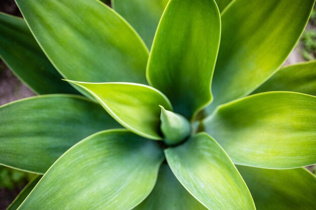 Foto fotografia completa di una pianta verde