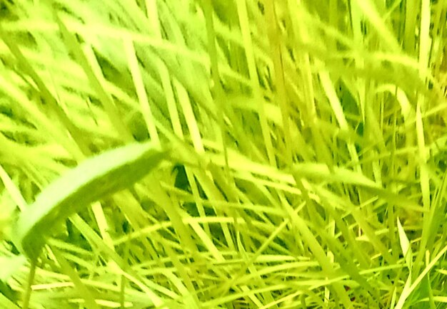 Full frame shot of green plants