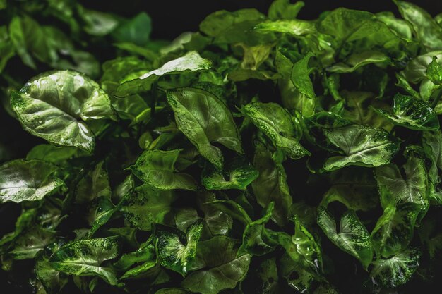 Full frame shot of green plants