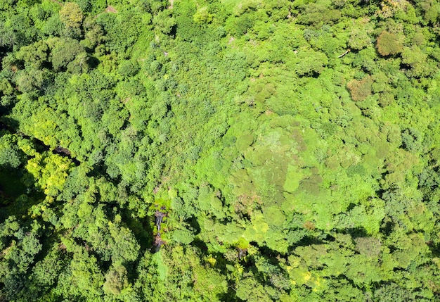 full frame shot of green plants