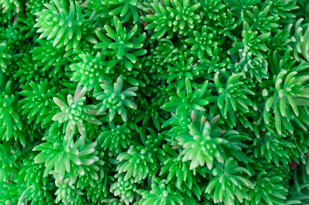 Full frame shot of green plants