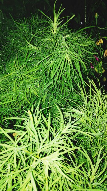 Full frame shot of green plants