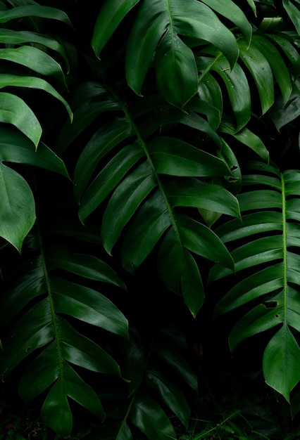 Full frame shot of green plants