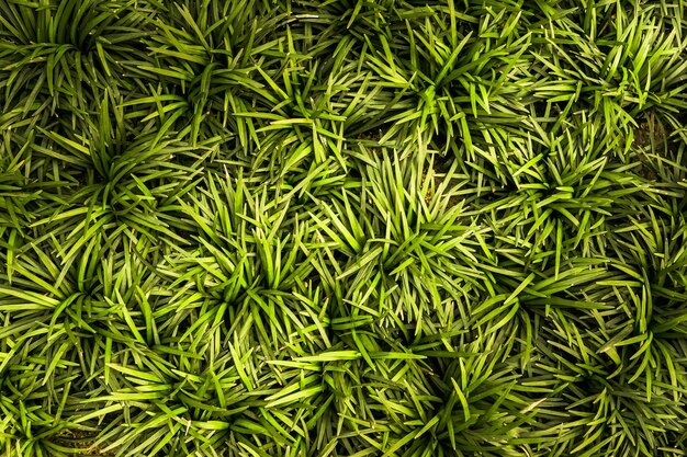 Photo full frame shot of green plants