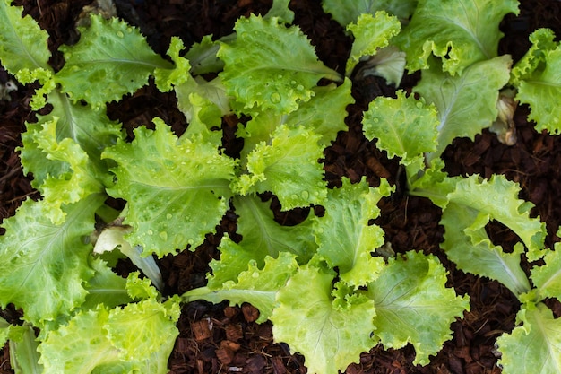 full frame shot of green salad