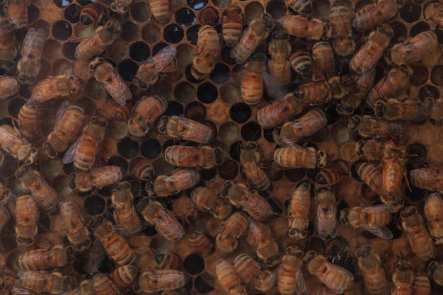 Photo full frame shot of honey bees