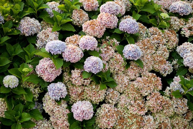 Full frame shot of hydrangea flowers