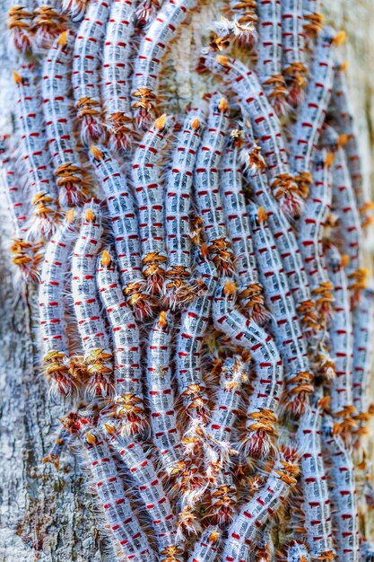 Photo full frame shot of insect on sea