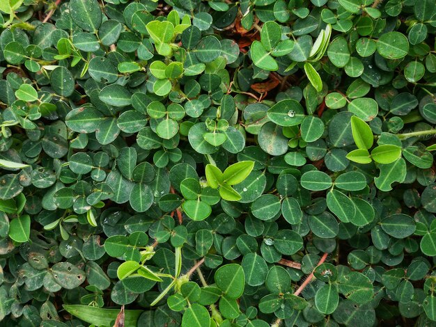 Full frame shot of ivy growing on field