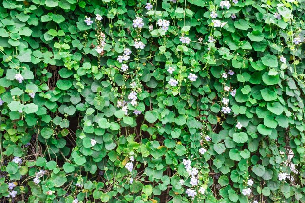 Photo full frame shot of ivy growing on land