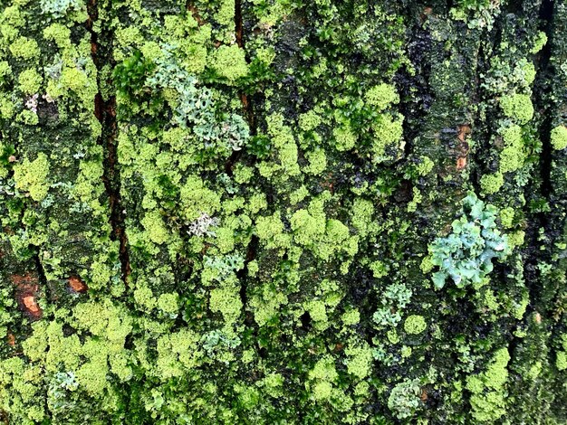 Premium Photo | Full frame shot of ivy growing on moss