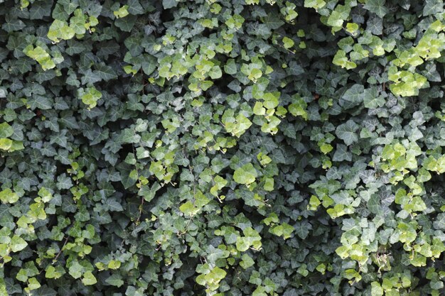 植物で成長するイービーのフルフレームショット