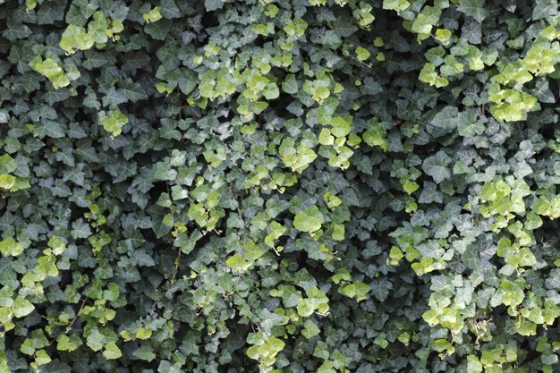 Full frame shot of ivy growing on plant