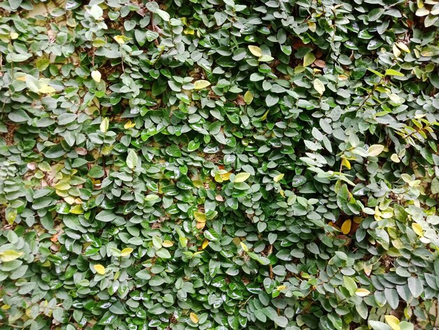 Photo full frame shot of ivy growing on plant