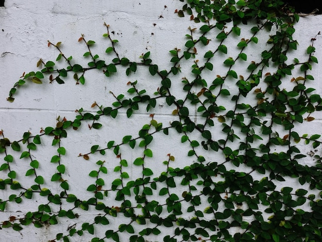 Photo full frame shot of ivy growing on wall