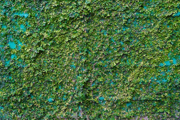 Photo full frame shot of ivy growing on wall