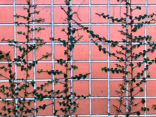 Photo full frame shot of ivy on wall