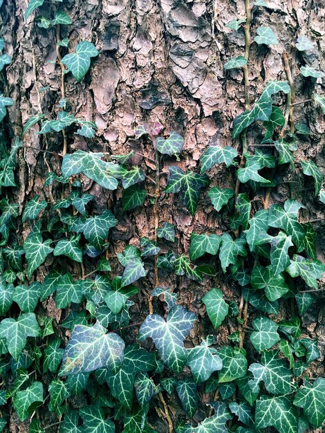 Full frame shot of ivy