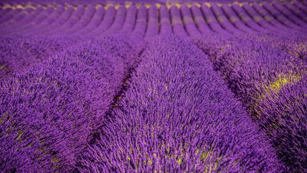 Full frame shot of lavender on field