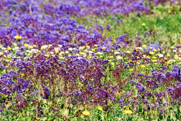 Full frame shot of lavender field