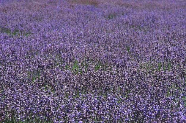 Foto fotografia completa di lavanda che cresce in campo