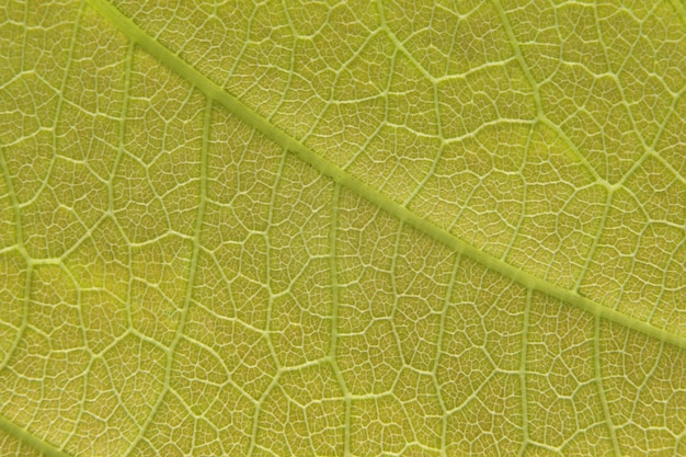 Photo full frame shot of leaf