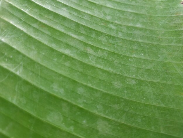 Full frame shot of leaf