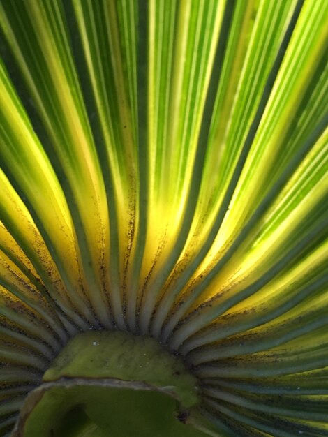 Full frame shot of leaf