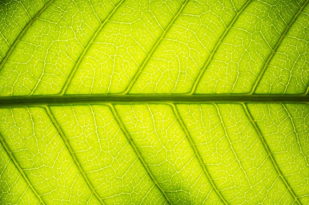 Full frame shot of leaf