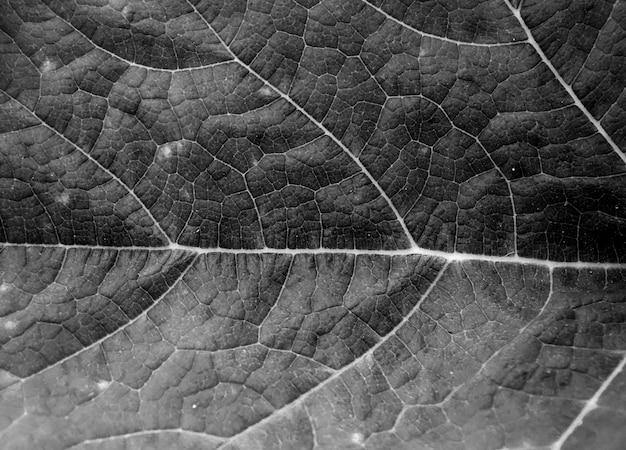 Photo full frame shot of leaf