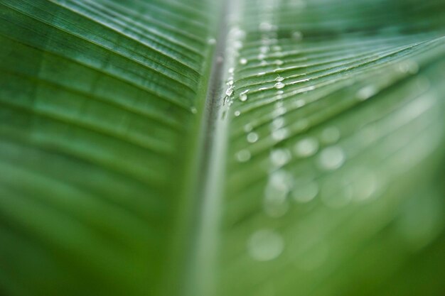 Photo full frame shot of leaf