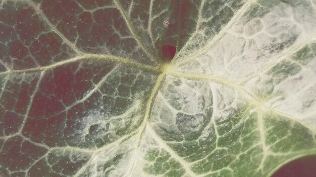 Full frame shot of leaf