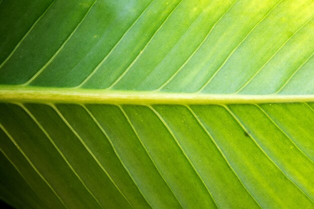 Full frame shot of leaf