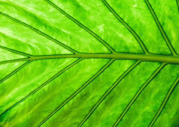 Photo full frame shot of leaf