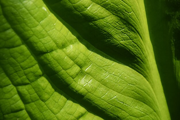 Full frame shot of leaf