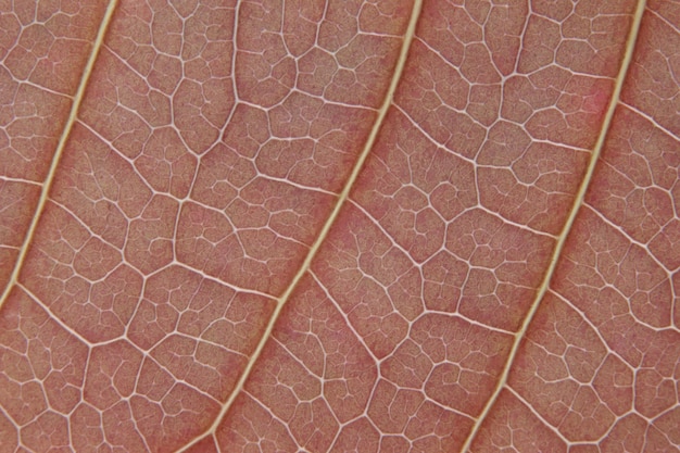 Photo full frame shot of leaf