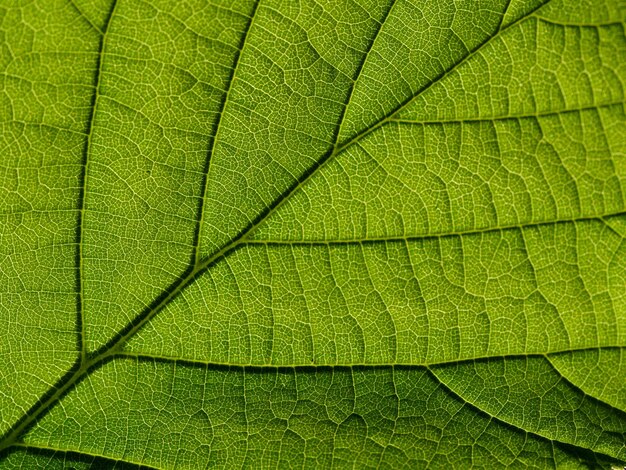 Full frame shot of leaf