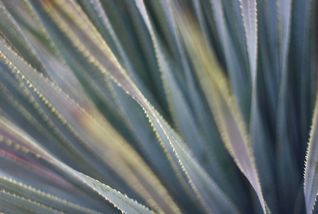 Photo full frame shot of leaf