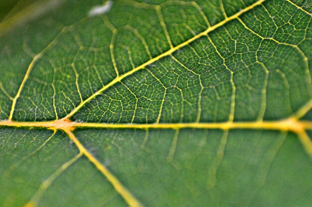 Photo full frame shot of leaf